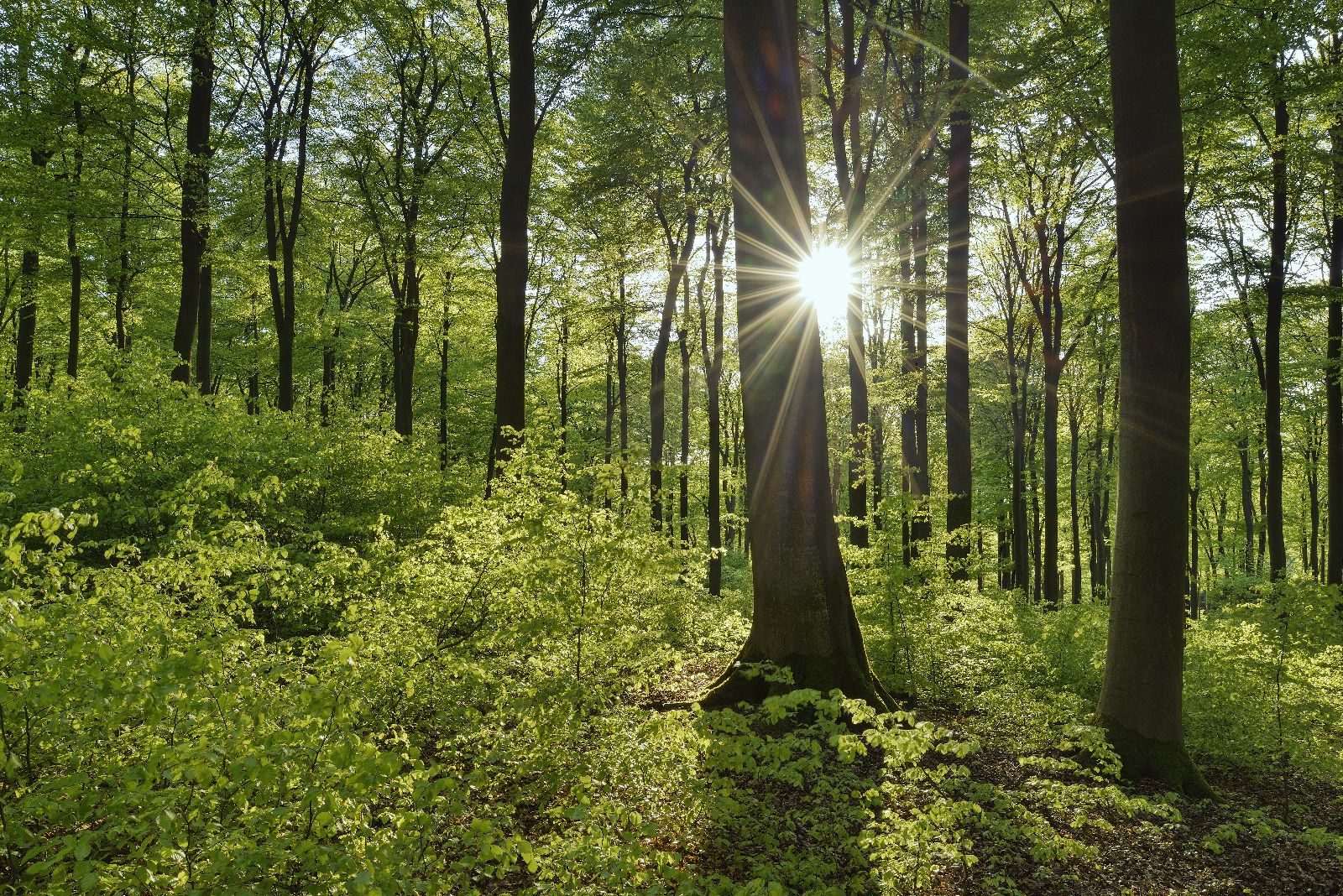 Das Bild zeigt einen sonnendurchfluteten Wald mit vielen grünen Bäumen und Pflanzen. Die Sonne scheint durch die Baumstämme und Blätter und erzeugt Lichtstrahlen, die das Szenario hell und lebendig wirken lassen.