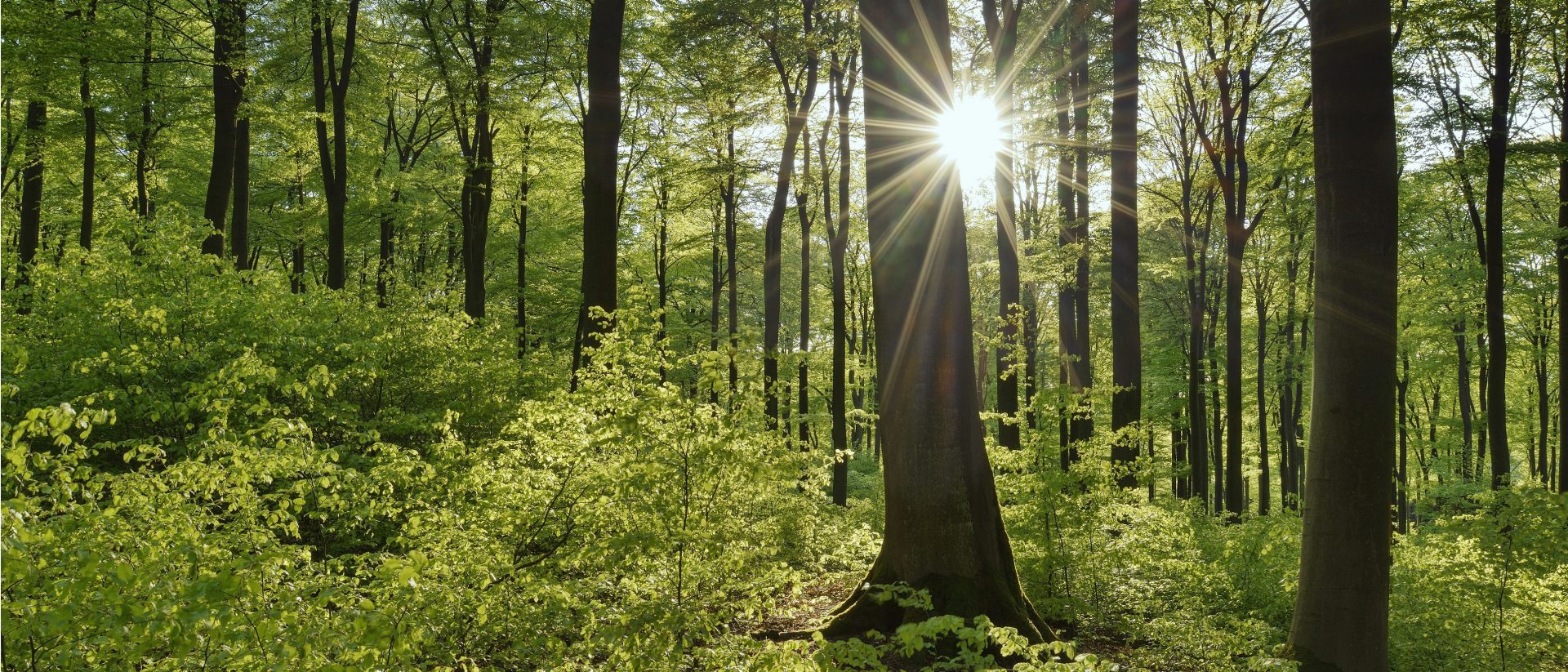 Das Bild zeigt einen sonnendurchfluteten Wald mit vielen Bäumen und grüner Vegetation. Die Sonne scheint durch die Bäume und erzeugt Lichtstrahlen.