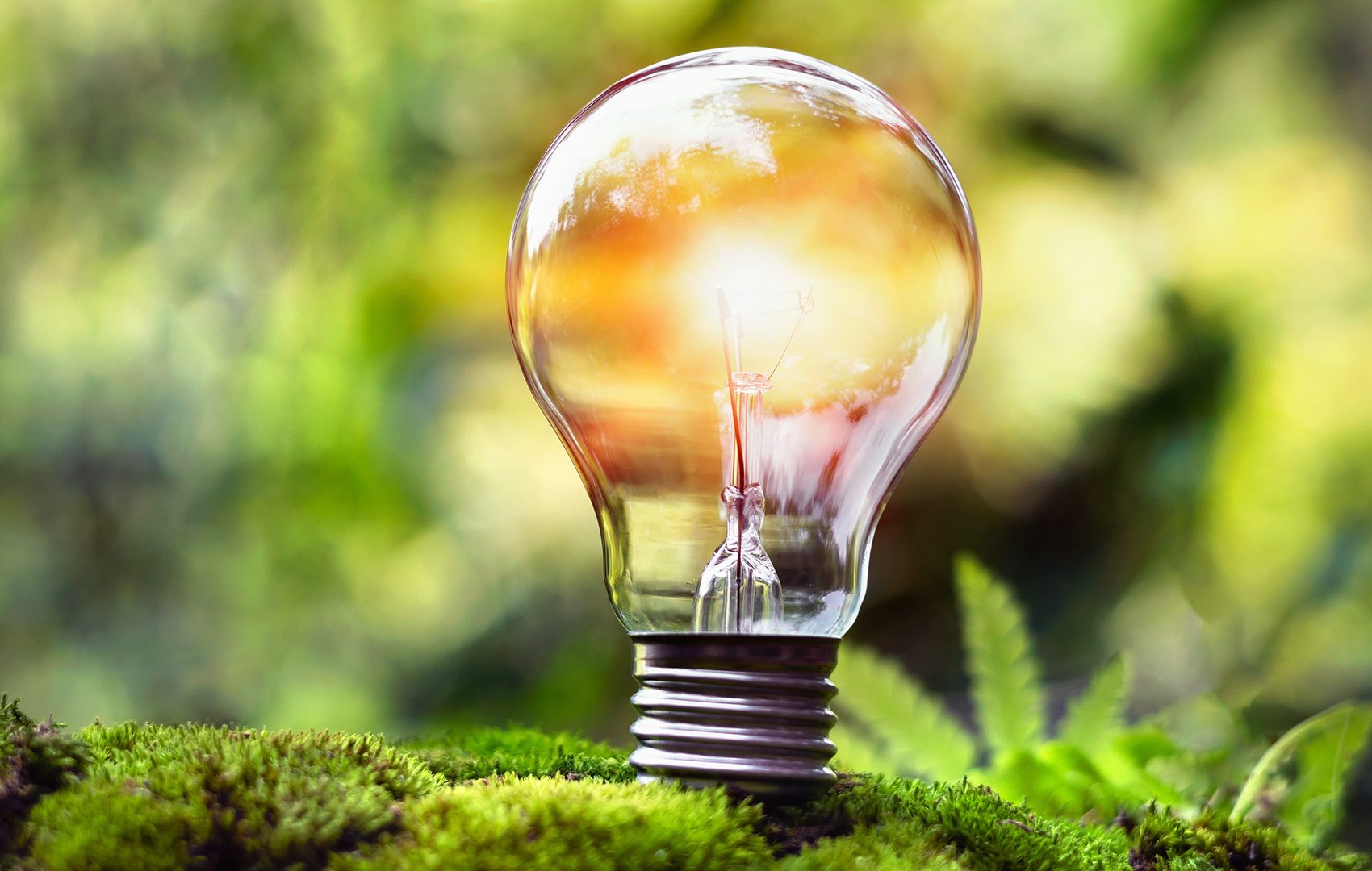 Die Glühbirne ist im Fokus des Bildes, platziert auf grünem Moos mit einer unscharfen Naturkulisse im Hintergrund.